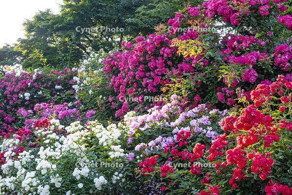 港の見える丘公園 [BAH110006767]