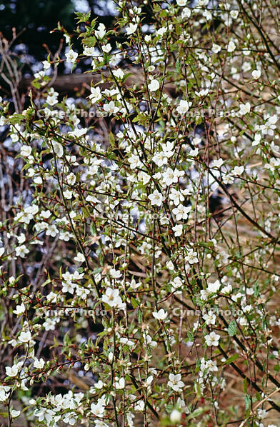 ナガバモミジイチゴ　花　バラ科 [BAF110015291]