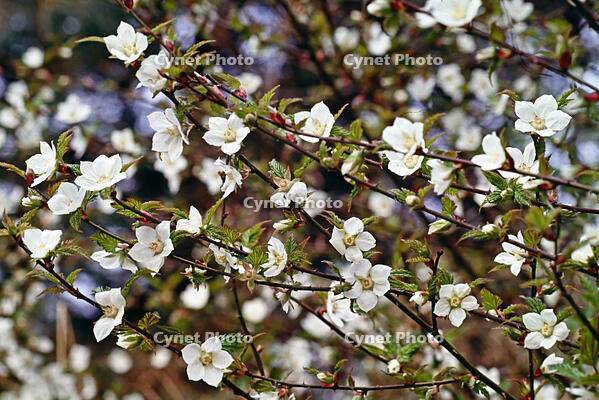 ナガバモミジイチゴ　花　バラ科 [BAF110015292]