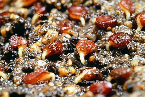 ハマヒサカキ　発芽　ツバキ科 [BAF110015309]