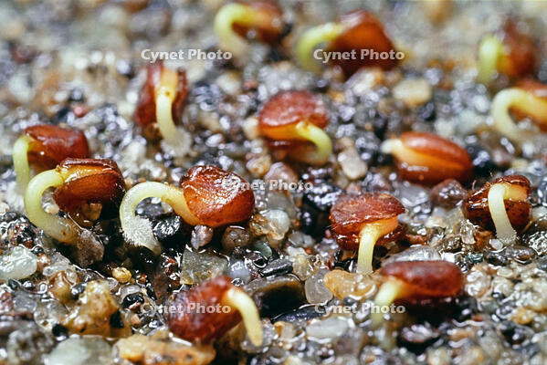 ハマヒサカキ　発芽　ツバキ科 [BAF110015313]