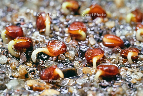 ハマヒサカキ　発芽　ツバキ科 [BAF110015314]
