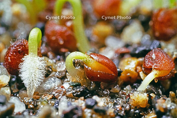ハマヒサカキ　発芽　ツバキ科 [BAF110015316]