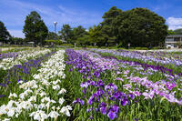 長井あやめ公園 [TMT110001472]