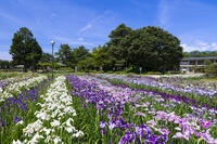 長井あやめ公園 [TMT110001473]