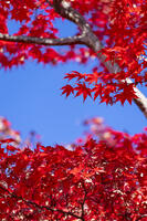 青空と紅葉 [TMT110001514]