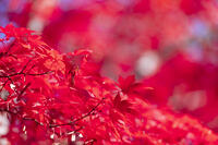 モミジの紅葉 [TMT110001515]