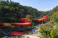 高山稲荷神社 千本鳥居 [TMT110001591]