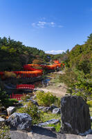 高山稲荷神社 千本鳥居 [TMT110001593]