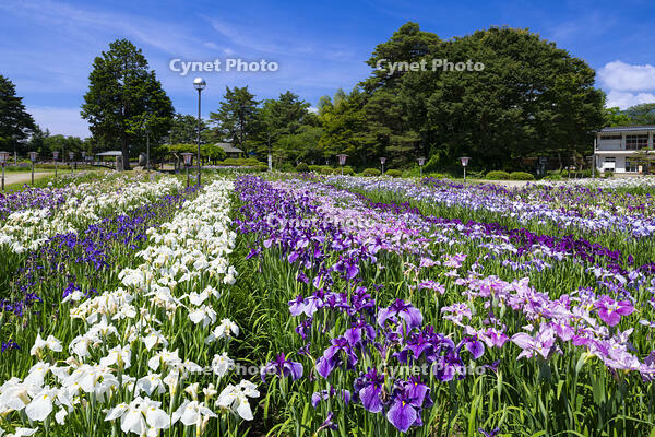 長井あやめ公園 [TMT110001472]