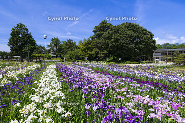 長井あやめ公園 [TMT110001473]