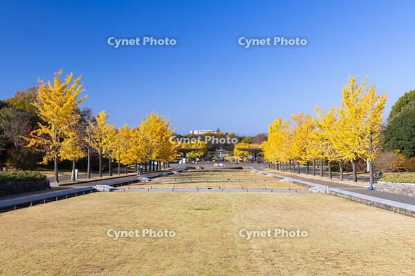 秋の昭和記念公園　立川口付近 [TMT110001505]