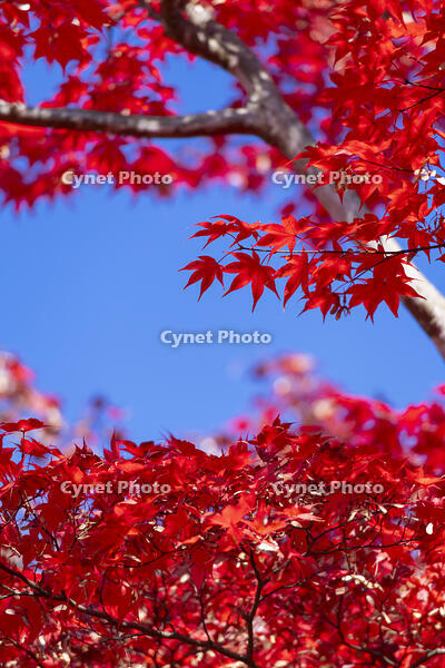青空と紅葉 [TMT110001514]