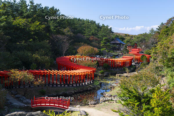 高山稲荷神社 千本鳥居 [TMT110001591]
