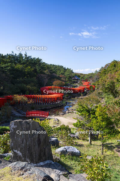 高山稲荷神社 千本鳥居 [TMT110001592]
