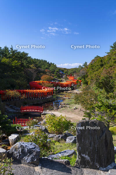 高山稲荷神社 千本鳥居 [TMT110001593]