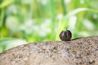 丸くなったダンゴムシ [NIC110000468]