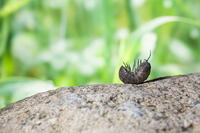 起き上がろうとするダンゴムシ [NIC110000469]