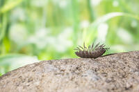 起き上がろうとするダンゴムシ [NIC110000471]