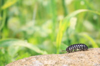 ダンゴムシ [NIC110000473]