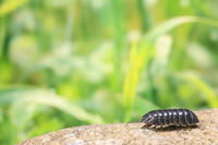 ダンゴムシ [NIC110000474]