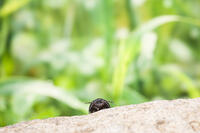 周りの様子をうかがうダンゴムシ [NIC110000476]