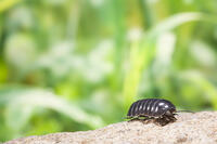 周りの様子をうかがうダンゴムシ [NIC110000477]