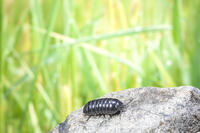 ダンゴムシ [NIC110000478]