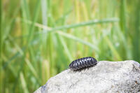 ダンゴムシ [NIC110000479]