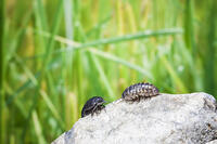 ダンゴムシのオスとメス [NIC110000480]