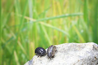 ダンゴムシのオスとメス [NIC110000481]