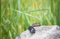 ダンゴムシのオスとメス [NIC110000483]