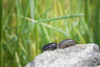 ダンゴムシのオスとメス [NIC110000485]