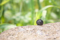 丸くなったダンゴムシ [NIC110000486]