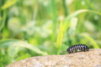 ダンゴムシ [NIC110000489]