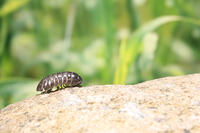 ダンゴムシ [NIC110000490]