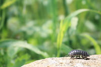 ダンゴムシ [NIC110000493]