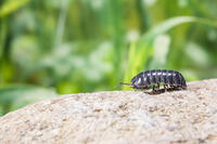 ダンゴムシ [NIC110000495]