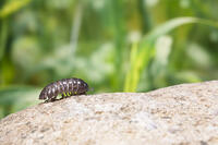 ダンゴムシ [NIC110000496]