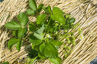 イチゴの露地栽培 [NIC110000498]