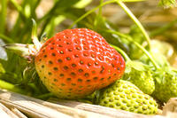 イチゴの露地栽培 [NIC110000499]