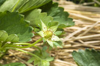 イチゴの露地栽培 [NIC110000500]