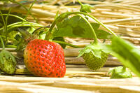 イチゴの露地栽培 [NIC110000501]