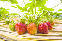 イチゴの露地栽培 [NIC110000502]