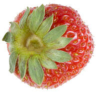 イチゴ [NIC110000509]