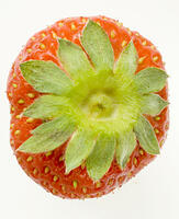 イチゴ [NIC110000523]