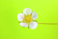 イチゴの花 [NIC110000543]