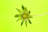 イチゴの花が散り花托ができる [NIC110000544]