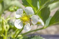 イチゴの花に来たアブ [NIC110000545]