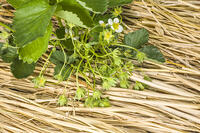 イチゴの花が散り花托ができる [NIC110000547]